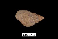 藏品(大雉螺)的圖片